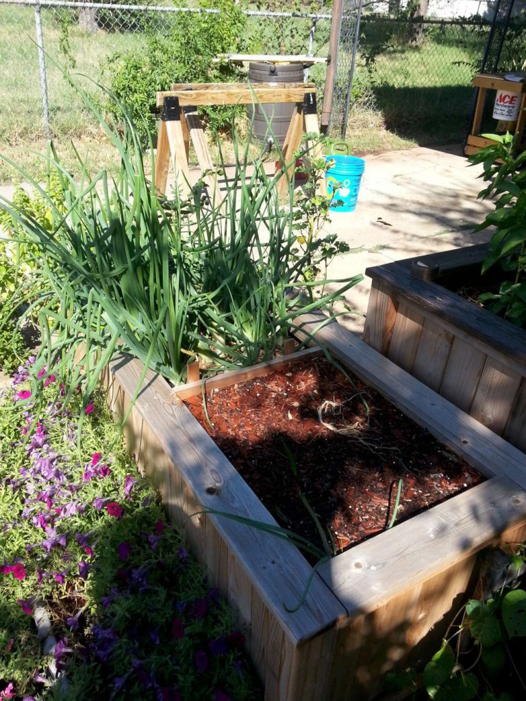 1/4 of last year's onion crop. We had more than we and 2 families could eat!