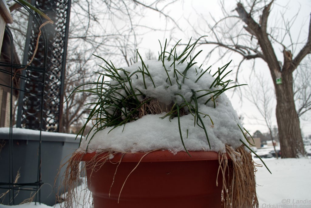 Chives w/ a Snow-Fro
