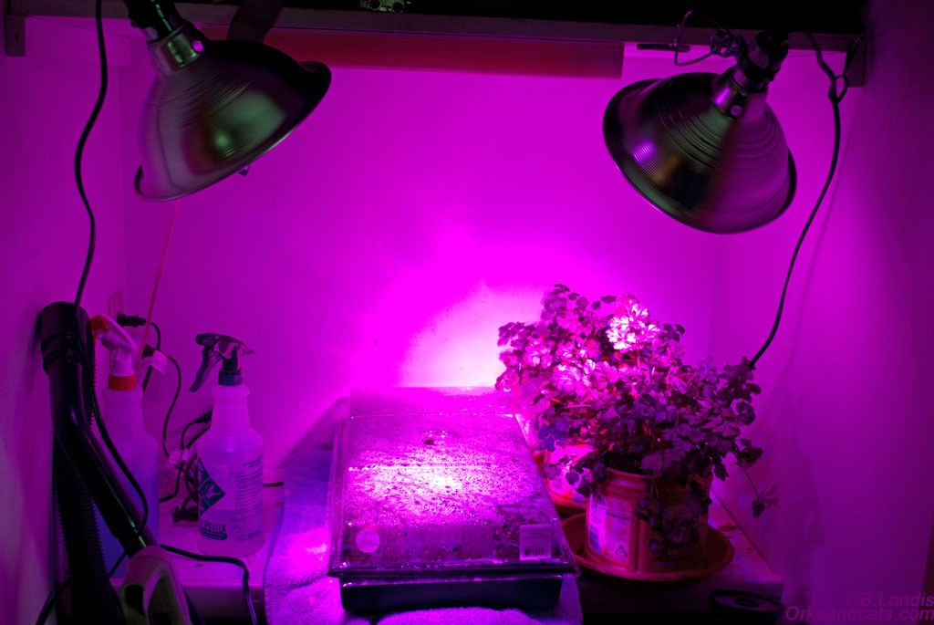 Plants growing indoors