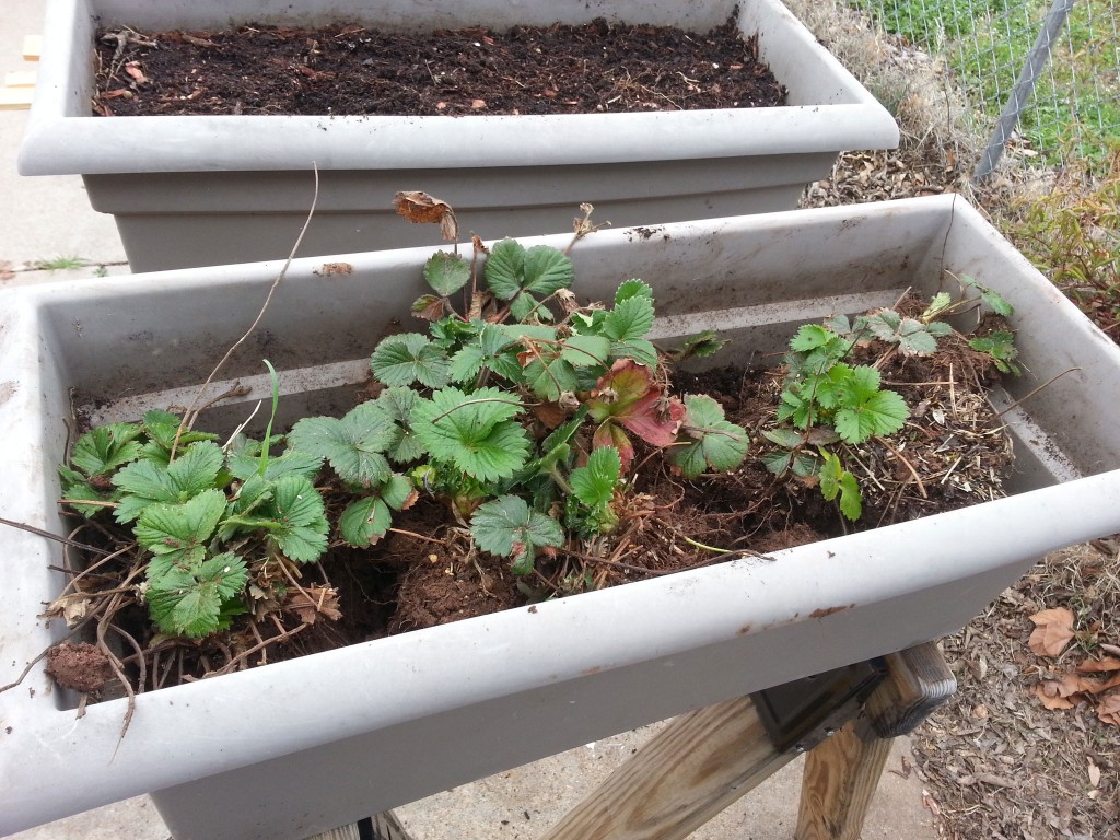 Strawberries - ready for transplant