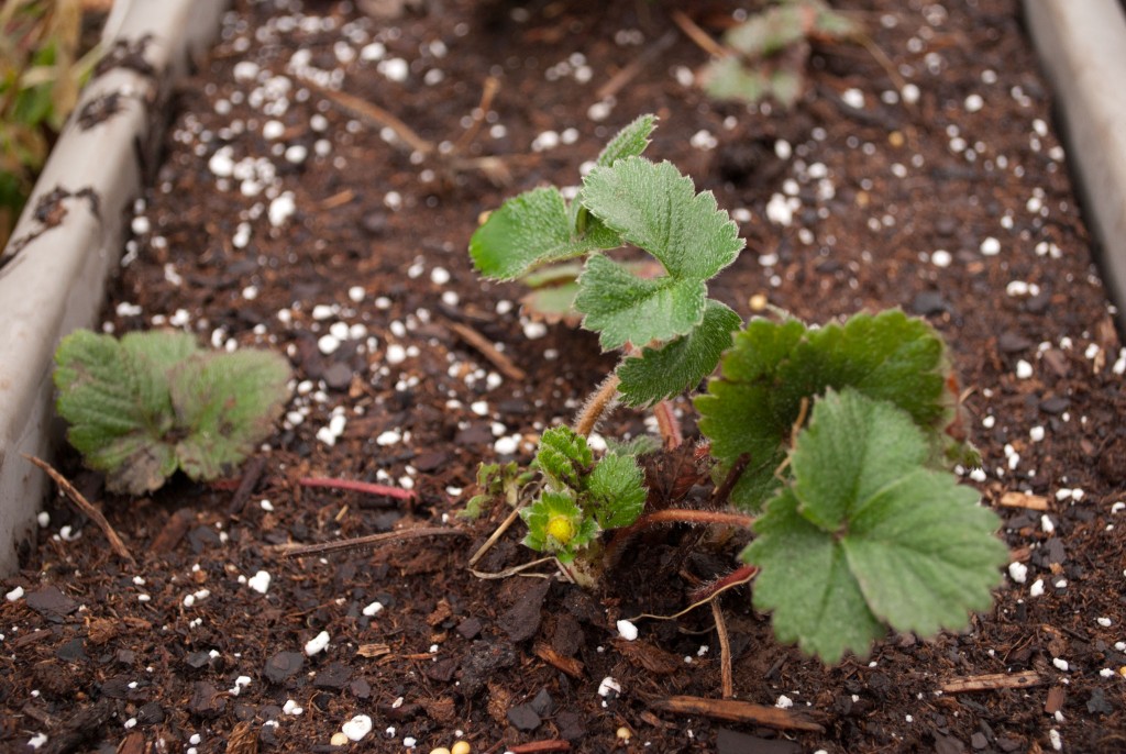 Strawberry - happy in new container