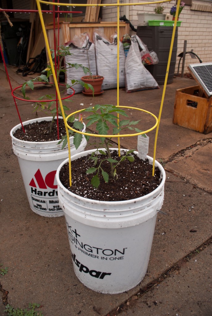 Tomatoes - 5 gallon bucket