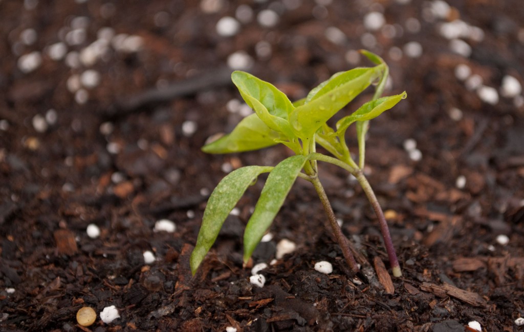 Bell Pepper Seedlings