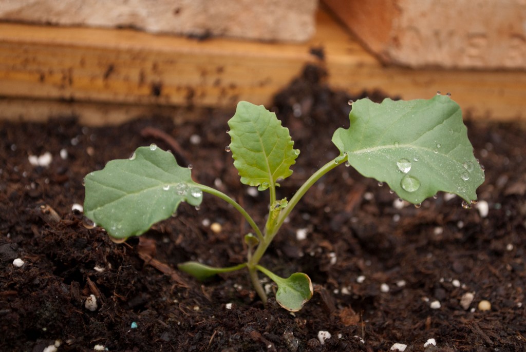 Broccoli seedling, droplets of water