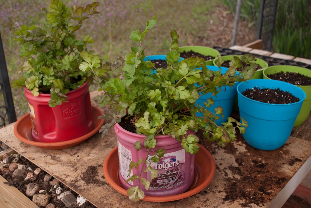 Cilantro growing in coffee can