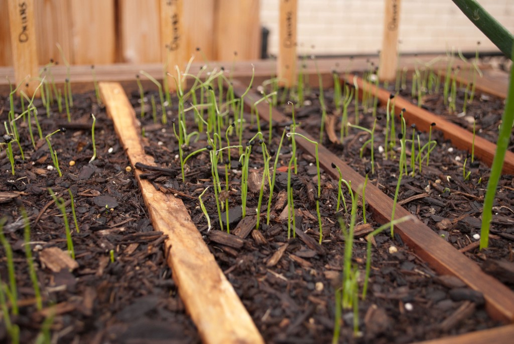 Herd of Onion seedlings