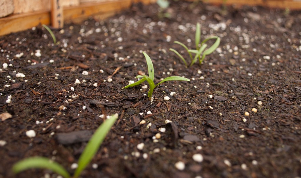 Spinach seedlings
