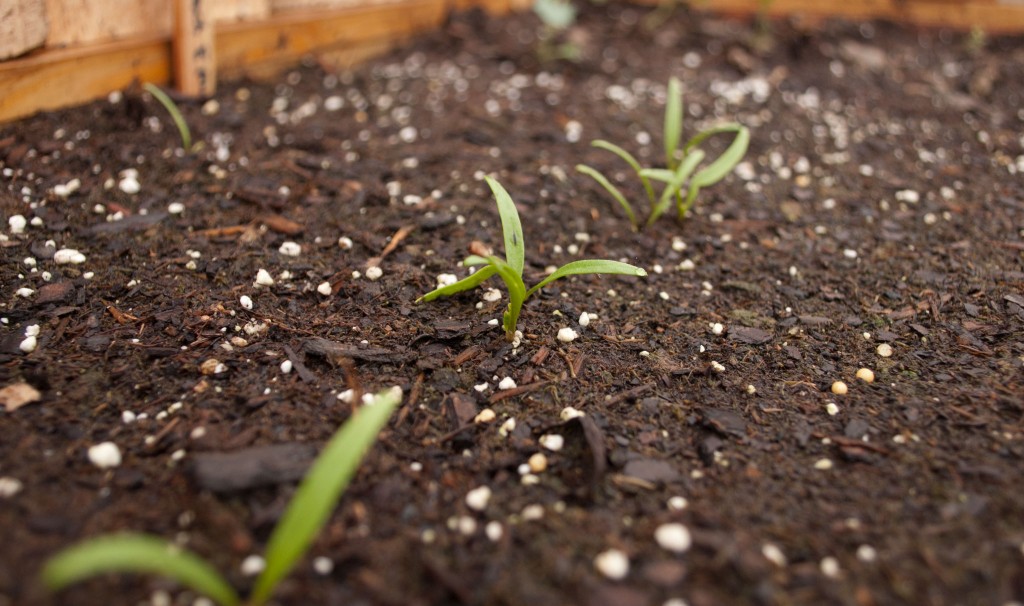 Spinach seedlings