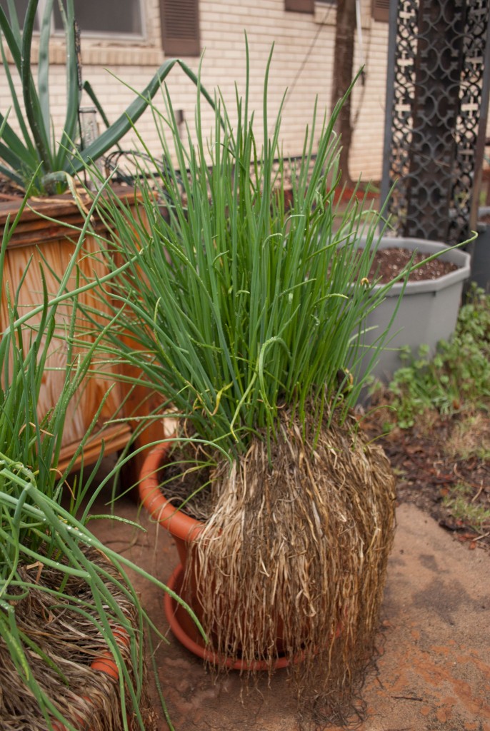 Gigantic chives