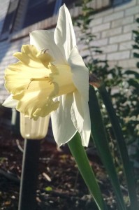 Surprise daffodil!