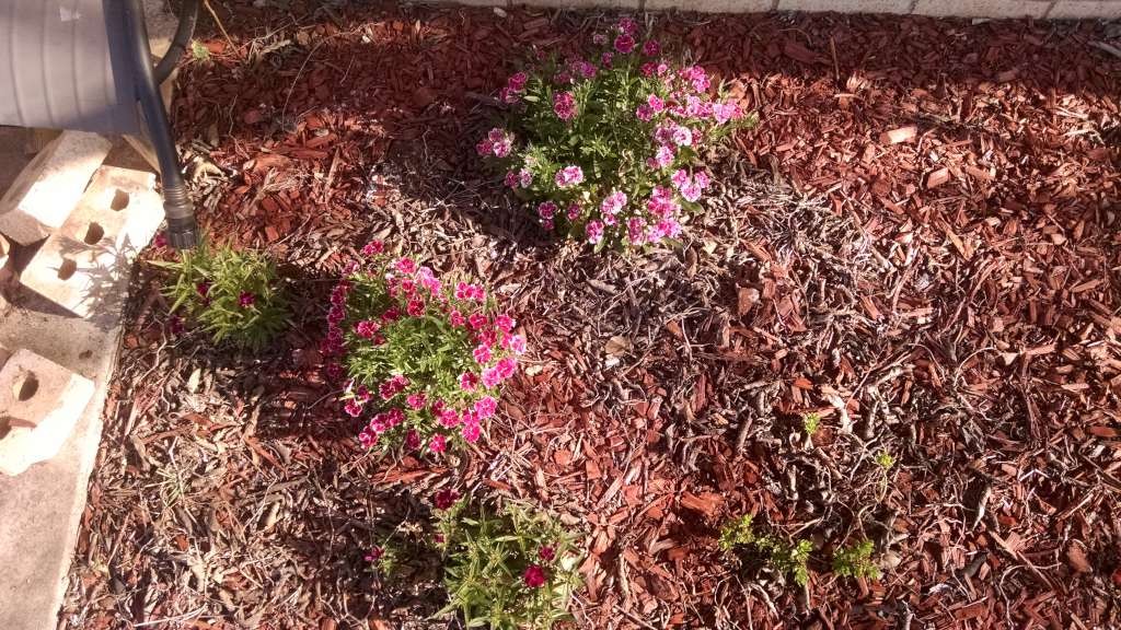 Dianthus! (Picture taken in March)