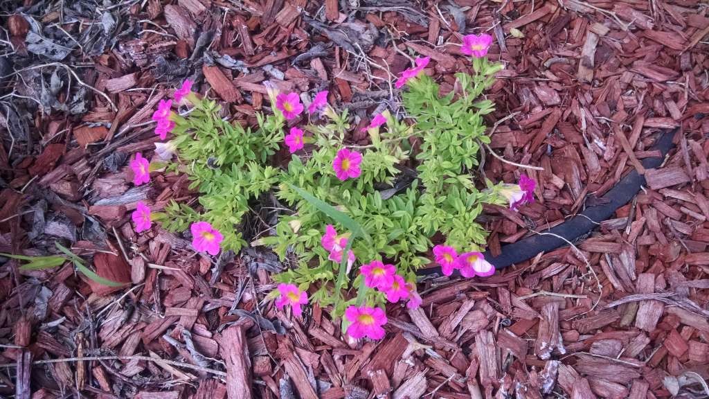 Happy little calibrachoa!