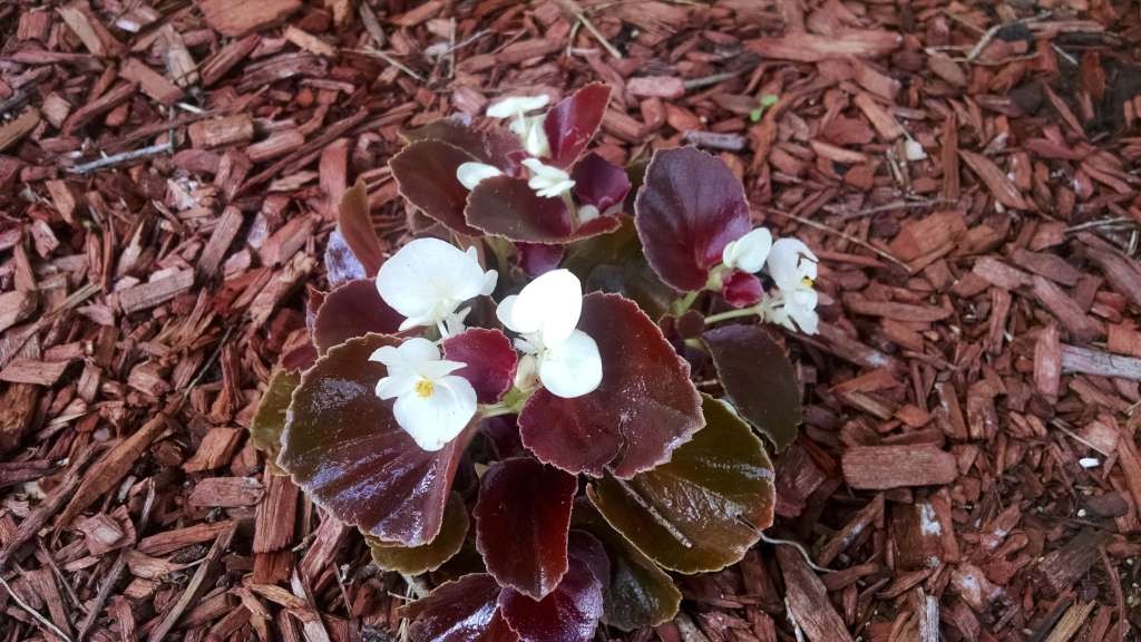 Pretty begonia blooms!