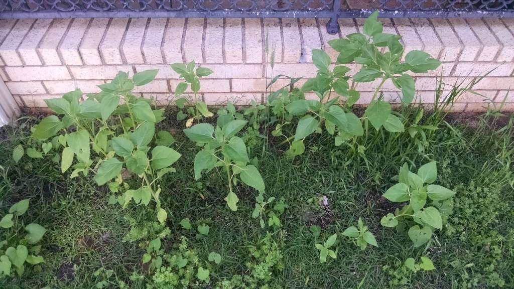 Bird-planted sunflowers!