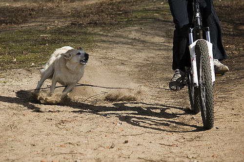 Angry dog chasing a bicyclist, attacking.