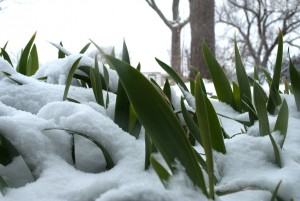 Snow covered irises