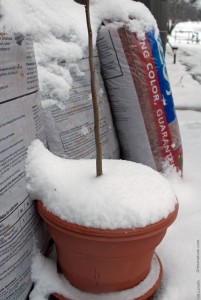 Pecan tree in pot