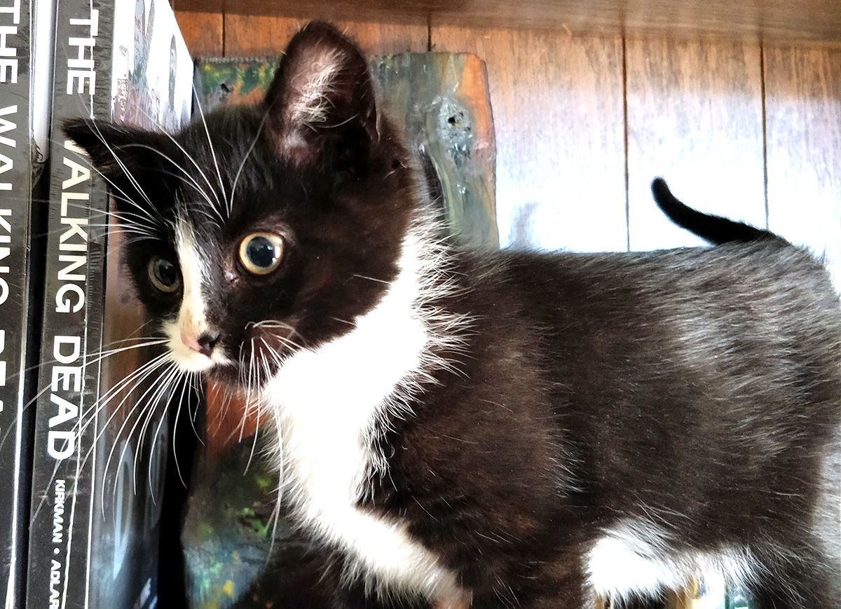 Black and white fuzzy kitten next to books on shelf.