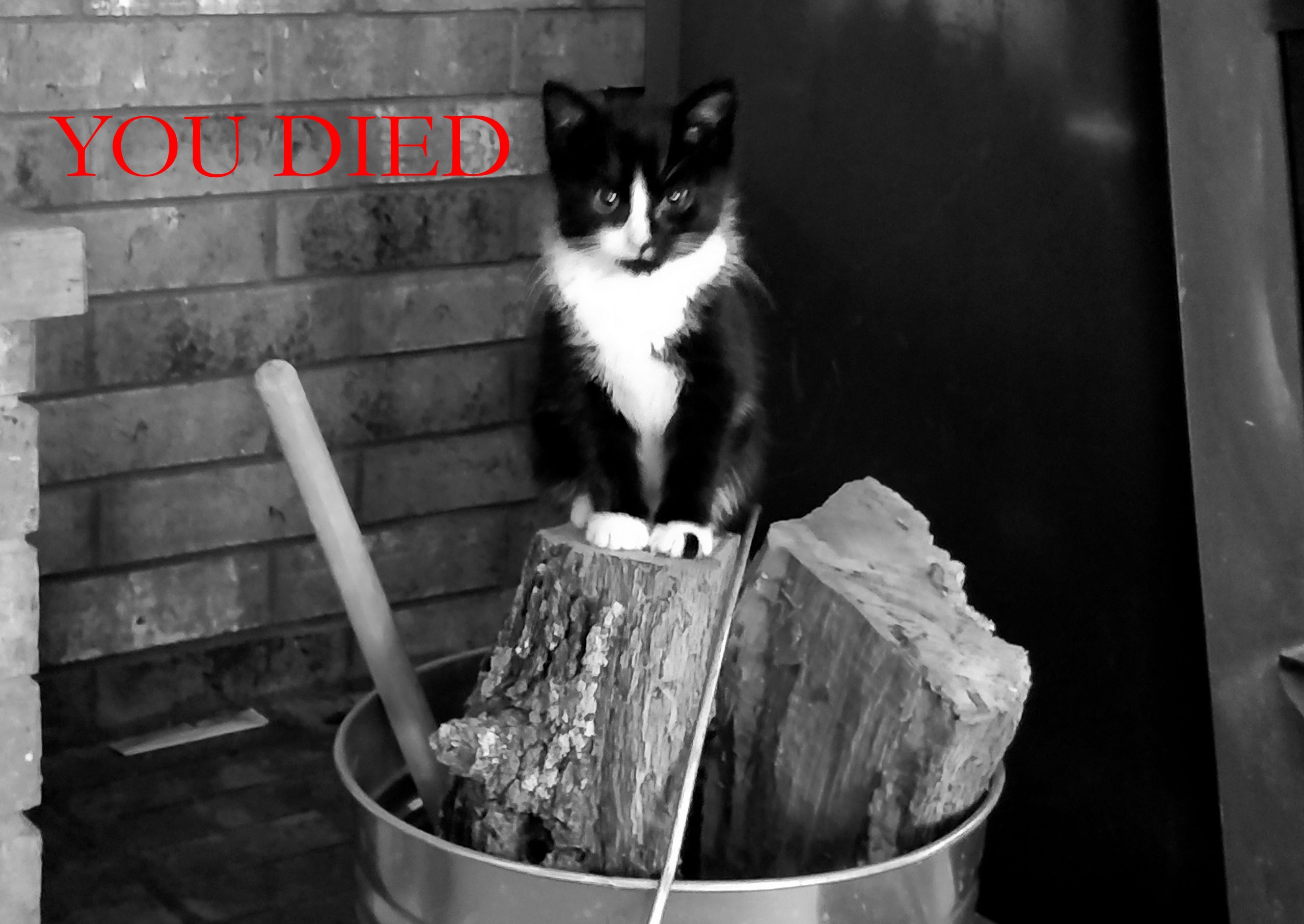 Angry kitten glaring with "you died" in red text.