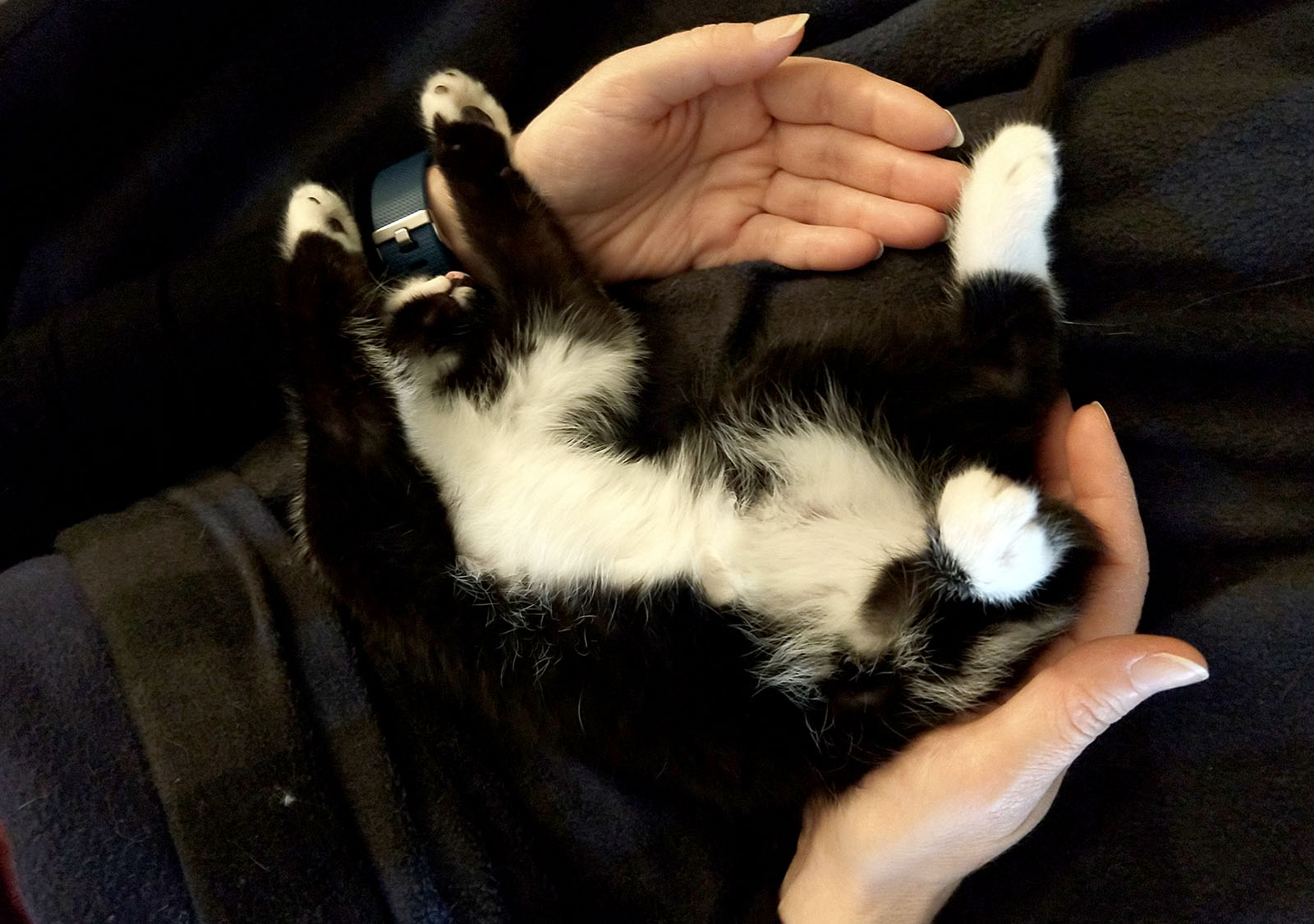 Kitten sleeping on its back in mom's hands