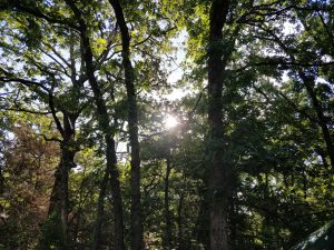 The sun shining through leaves in an Oklahoma forest.
