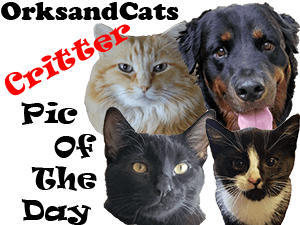 Feature graphic with an orange cat, a black cat, a tuxedo cat, and a rottweiler all looking into the camera.