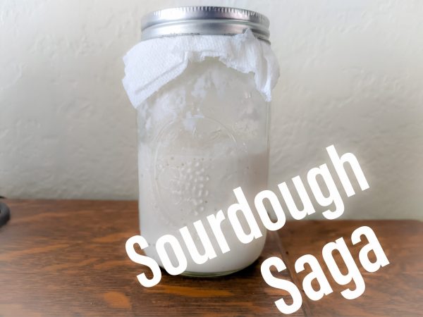 A bell jar full of bubbly sourdough starter