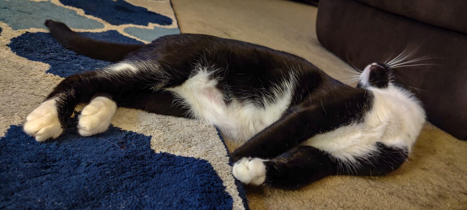 CPotD 174 Silly Putty Orks and Cats