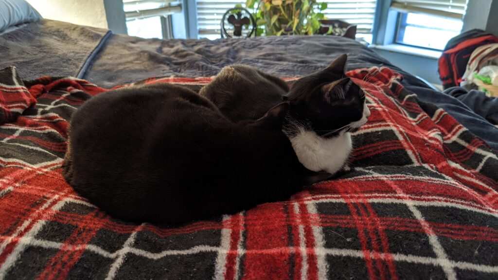Two cats snuggling on a plaid blanket