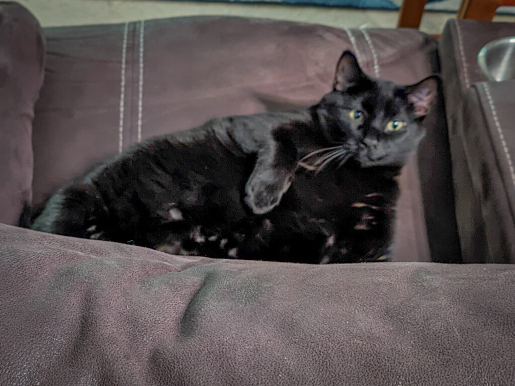 Fat black cat on his back, looking up at the camera