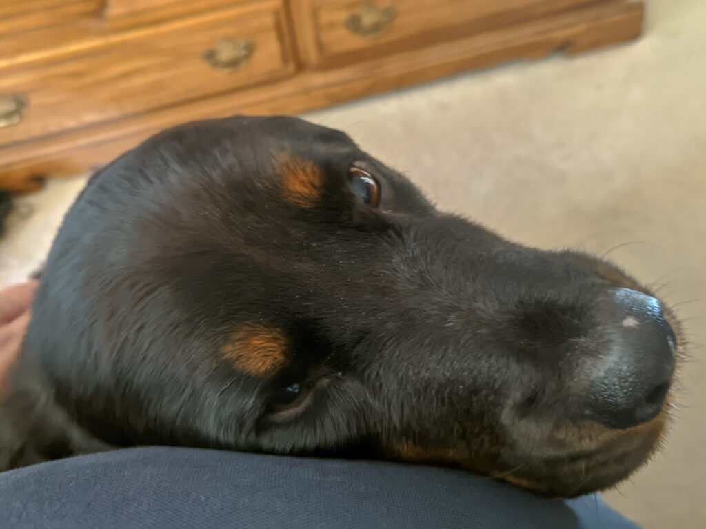 Dog pressing his face against owner while looking up forlornly.