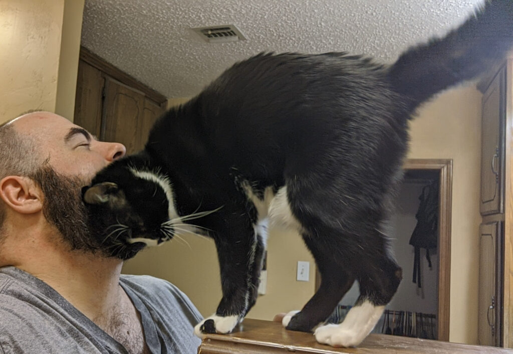 Tuxedo cat rubbing himself on a man's beard