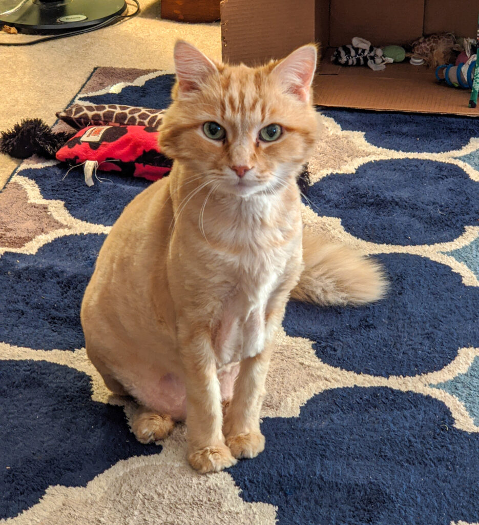 Shaved orange cat glaring at the camera, sitting on a patterened rug.