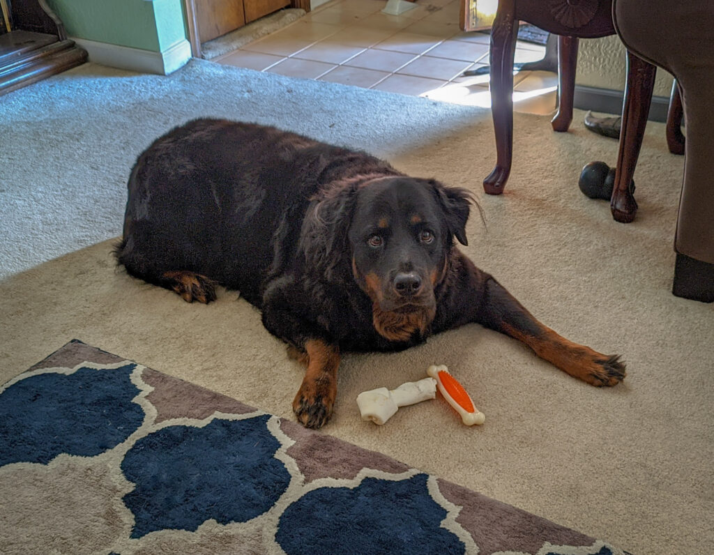 Rottweiler on the floor in the play position with a chew toy