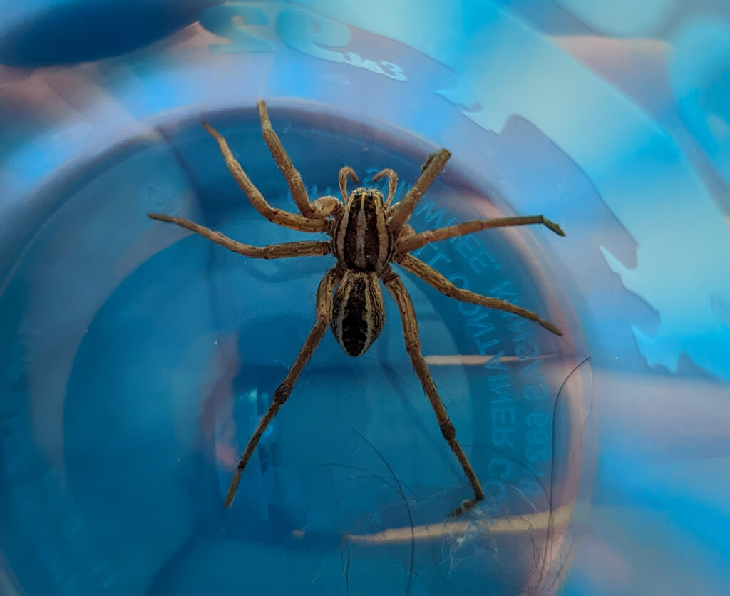 Wolf spider with an injured leg, captured in a blue cup to be released.